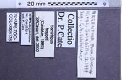 Etiketten zu Hemirhipus hougeti (NHMW-ZOO-COL-0008176)